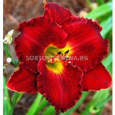 Хемерокалис Red - Hemerocallis  Red