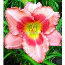 Хемерокалис Rosa - Hemerocallis  Rosa