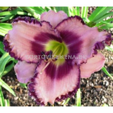Хемерокалис (Hemerocallis) Royal Braid 