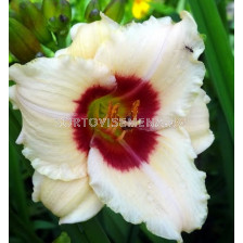 Хемерокалис White - Hemerocallis  White