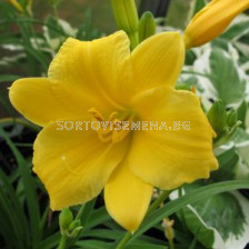 Хемерокалис Yellow -  Hemerocallis Yellow