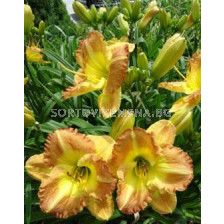 Хемерокалис кичест Smugglers gold - 1бр