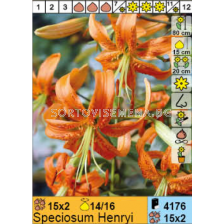 Лилиум Speciosum Henryi/ Lilium - 1 оп.- 2 броя