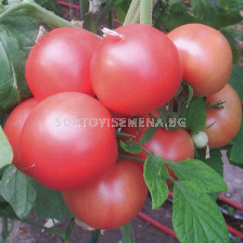 Семена домати ХЕПИНЕТ F1 ( HAPYNET F1 ) Syngenta 1 оп-500 сем.