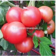 Семена домати ХЕПИНЕТ F1 ( HAPYNET F1 ) Syngenta 1 оп-100 сем.