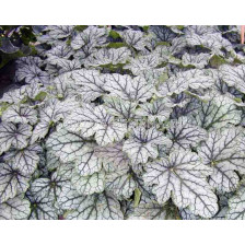 Хойхера / Heuchera Venus  / 1 бр 				 