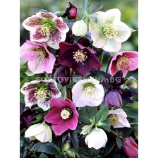 Кукуряк /Helleborus Ballard Hybrids / 1 бр