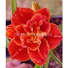 Хемерокалис Паприка / Hemerocallis Paprika flame / 1 бр