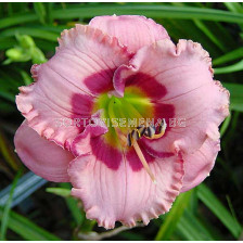 Хемерокалис (Hemerocallis) Cherry Valentine