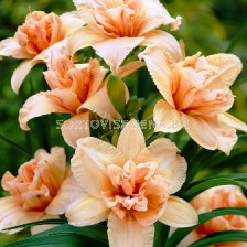 Хемерокалис (Hemerocallis) Double Cutie