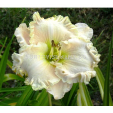 Хемерокалис (Hemerocallis) Gentle Sheperd