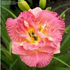 Хемерокалис (Hemerocallis) Lacy Doily