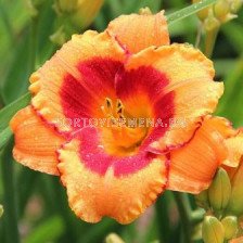 Хемерокалис (Hemerocallis) My Sunshine