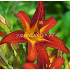 Хемерокалис (Hemerocallis) Sammy Russel