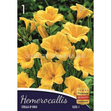 Хемерокалис (Hemerocallis) Stella D'Oro