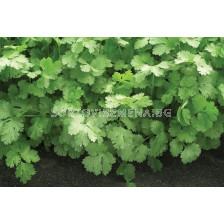 Семена Кориандър Санто F1 - 500 гр