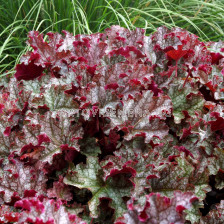Хойхера / Heuchera Can Can / 1 бр 				 