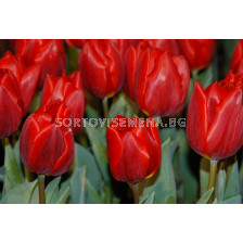 Лале /Tulip Red Emperor/ 10/11