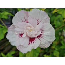 Хибискус/ Hibiscus Syriacus China Chiffon - 1 бр.