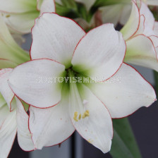 Амарилис Picotee - Hippeastrum diamond 'Picotee - 1 бр