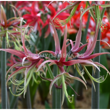 Амарилис Chico/ Hippeastrum spider - 1 брой