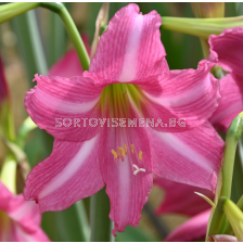 Амарилис Estella/ Hippeastrum trumpet - 1 брой