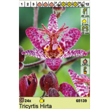 Тигридия Hirta/ Tricyrtis - 1 брой