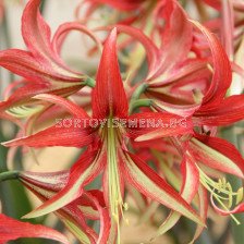 Амарилис /Hippeastrum 'La Paz'/ 1 бр