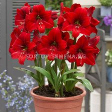 Амарилис / Amaryllis Red Tiger/ 1 бр