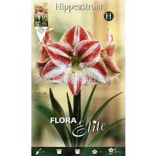 Амарилис (Hippeastrum) Striped