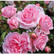 Роза Home & Garden (роза флорибунда) серия Märchen Rosen - Kordes - 1 брой