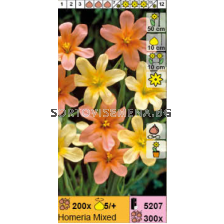 Хомерия микс  - 1 брой