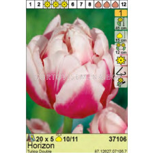 Лале Horizon- Пакет: 1 оп. - 5 бр.