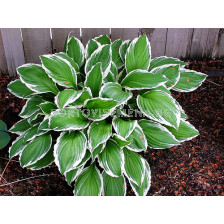 хоста Albomarginata - hosta Albomarginata