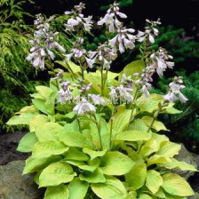 Хоста August Moon - Hosta August Moon