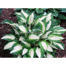 Хоста Green & White - Hosta Green & White