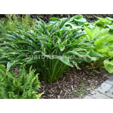 Хоста /HOSTA PRAYING HANDS/ 1 бр