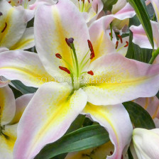 Лилиум Hocus Pocus/ Lilium oriental 'Hocus Pocus' - 1 бр.