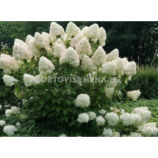 Хортензия Paniculata Phantom - Hydrangea Paniculata Phantom