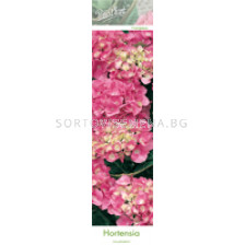 Хортензия/ Хидрангея (Hydrangea) - розова 