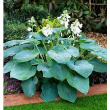 Хоста Bressigham Blue - Hosta Bressigham Blue 