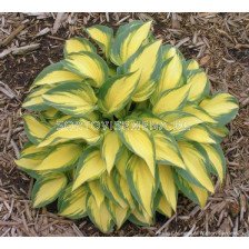 Хоста Green & Yellow - Hosta Green & Yellow