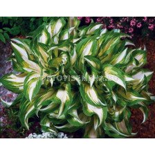 хоста Mediovariegata - hosta Mediovariegata