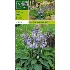 Хоста (Hosta) Pasific Blue Edger 