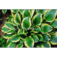 Хоста /HOSTA QUEEN JOSEPHINE/ 1 бр