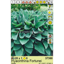 Хоста Hyacinthina Fortunei/ Hosta - 1 брой