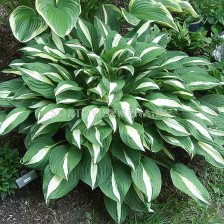 Хоста/ Hosta Risky Business / 1 бр