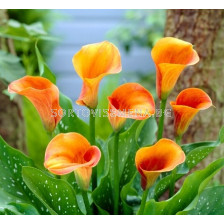 Кала Zantedeschia (Calla) 'Hot Shot' 14/16 -1 бр.