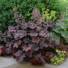 Хойхера / Heuchera Palace Purple / 1 бр