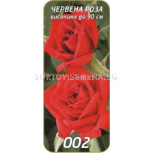 Храстовидна роза 002
